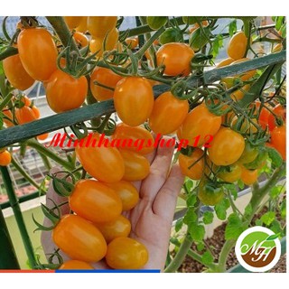 50 Hạt giống Cà Chua Trái Cây Vàng (Cà Chua Bi Nhót Vàng) Tặng Kích Mầm Và Hướng Dẫn Ươm Trồng