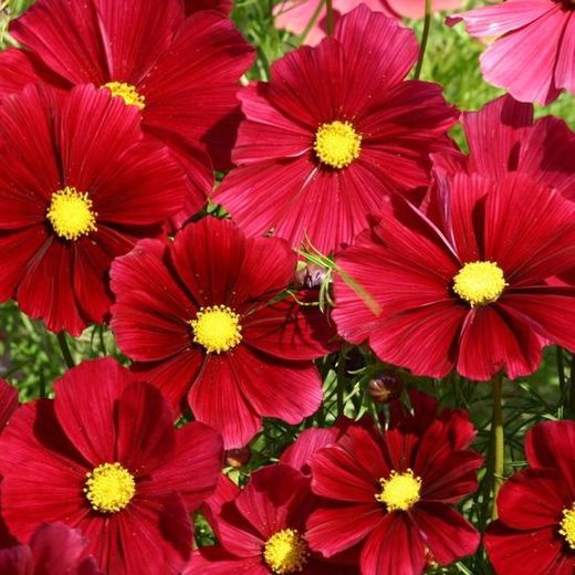 Hạt giống hoa sao nhái - cánh bướm MÀU ĐỎ GÓI 1 LẠNG nhiều hạt đẹp tỷ lệ nảy mầm cao dễ trồng HSN0099