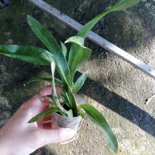 Vũ nữ mật ngọt giống