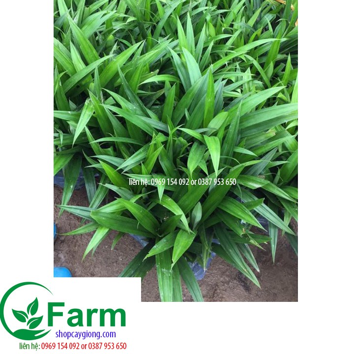cây lá dứa thơm
