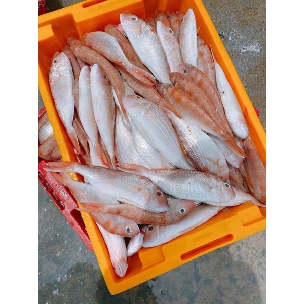 Cá Đổng phơi 1 nắng. 500g