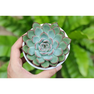 Sen đá viền đỏ 9-11cm - Vườn sen đá