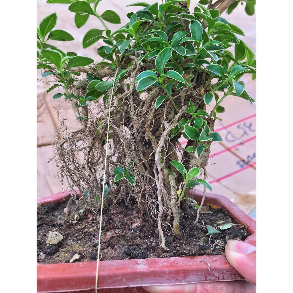 Cây bạch tuyết mai dáng bonsai cao 20cm cây nhiều dáng độc đáo nhiều lá xum xuê, cây phong thuỷ trồng để bàn