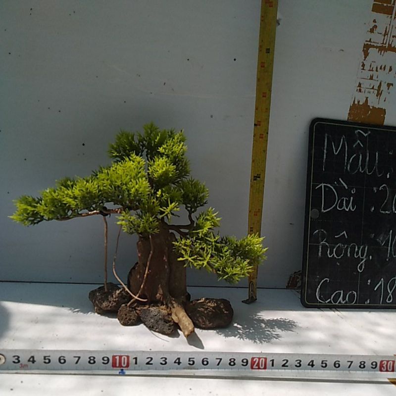 Bonsai bể cá cảnh- bonsai hồ thủy sinh