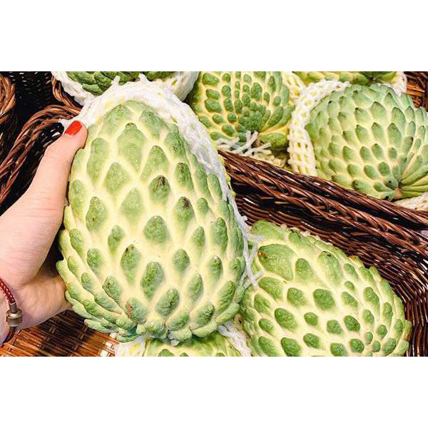 Cây giống Na Sầu Riêng