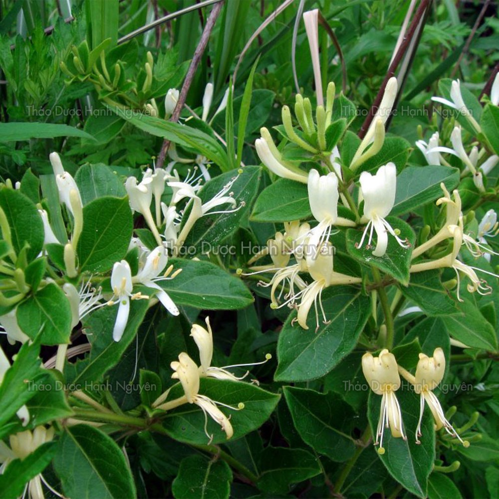 Hoa Kim Ngân Thượng Hạng 100g | BigBuy360 - bigbuy360.vn