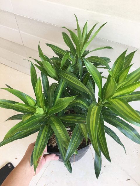 Trúc Bách Hợp...