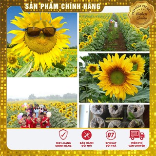 COMBO 60 hạt hoa hướng dương nhiều hoa TẶNG kèm 20 viên nén kích mầm miễn phí