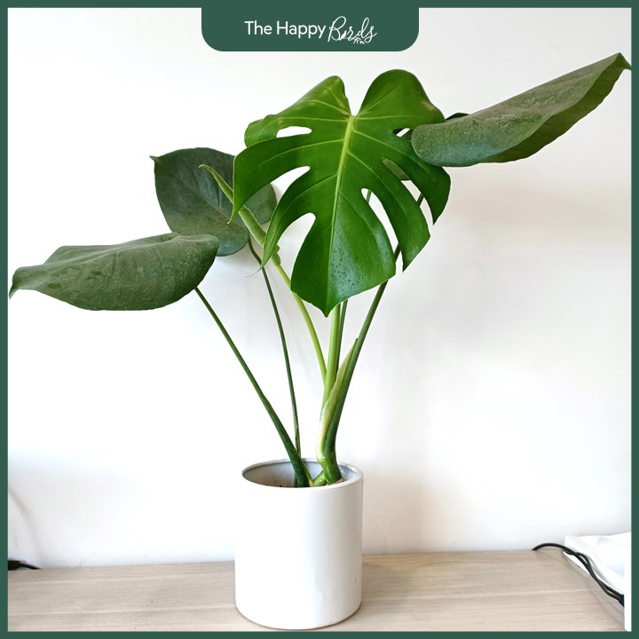 Trầu bà lá xẻ monstera deli Nam Mỹ thân cao 30-45 cm cây nội thất trồng trong nhà ship hỏa tốc Hà Nội - The Happy Birds