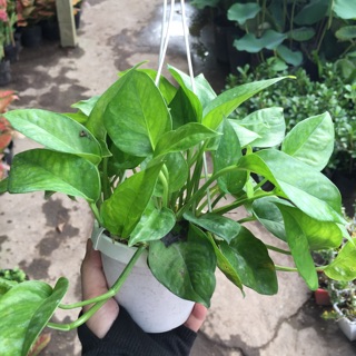 Combo chậu treo + cây trầu bà xanh