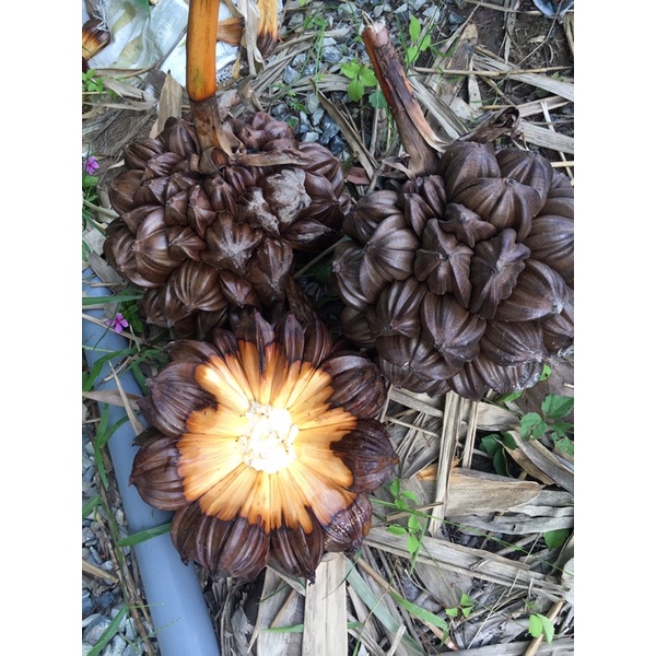 Trái dừa nước 2 trái