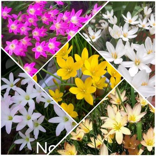 05 Củ hoa Huệ Mưa Nhiều màu: Vàng, Hồng, Cam, Trắng, Trắng Hồng