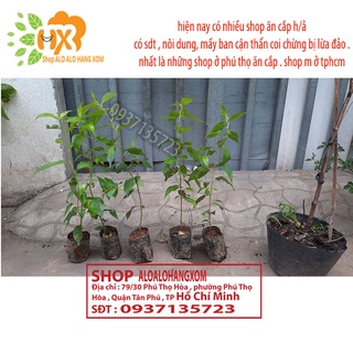 combo 5 cây mai anh đào cây con [ cây giống ]