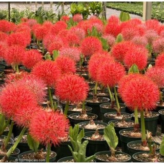 Tú cầu (bán củ cho hoa tết )