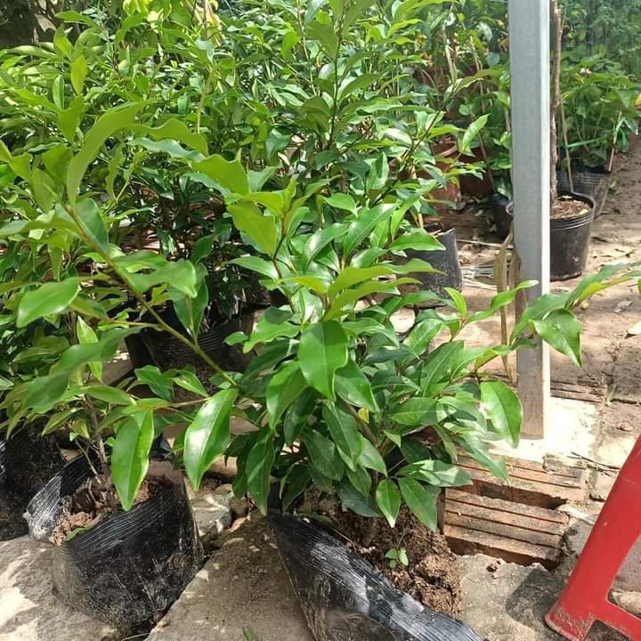 Cây giống hoa lan tiêu hay cây hoa hàm tiếu