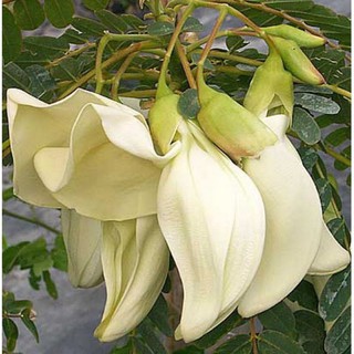 cây so đũa lùn tứ quý