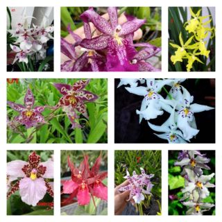 VŨ NỮ THÁI- COMBO 10 MÀU: 230K