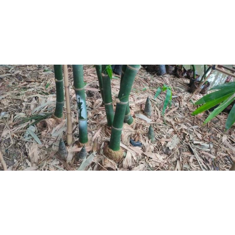 Tre tứ quý,  bao chuẩn giống,  bao sống phôi