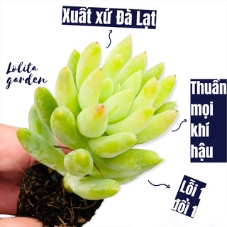 Sen đá chuỗi ngọc đứng Đà Lạt size mini cây cảnh trang trí nhà cửa Lolita garden