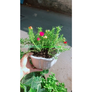 Chậu hoa mười giờ đẹp