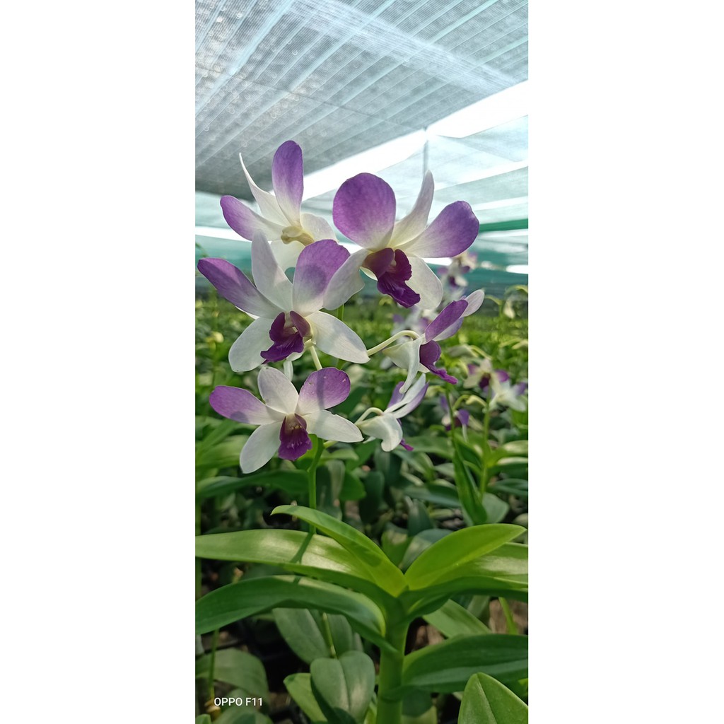 Chậu cây lan Dendro màu hồng pha trắng - Trang Orchids