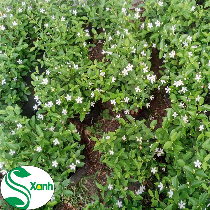 Cây Mai Vạn Phúc