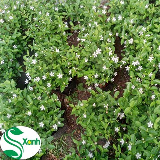 Cây Mai Vạn Phúc
