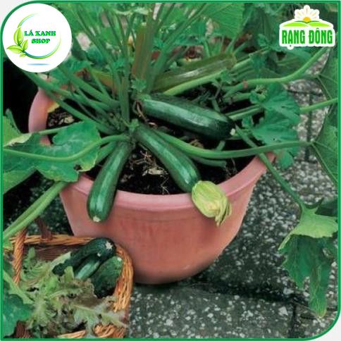 Hạt giống Bí Ngòi Xanh Dễ Chăm Sóc, Trồng Quanh Năm (gói 1 gram) - Hạt Giống Rạng Đông