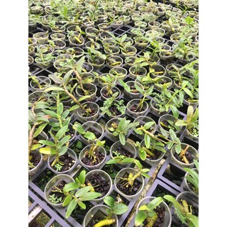 Lan giả hạc rừng nhân ki
