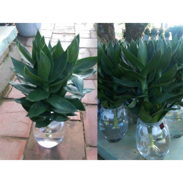 Cây phát lộc