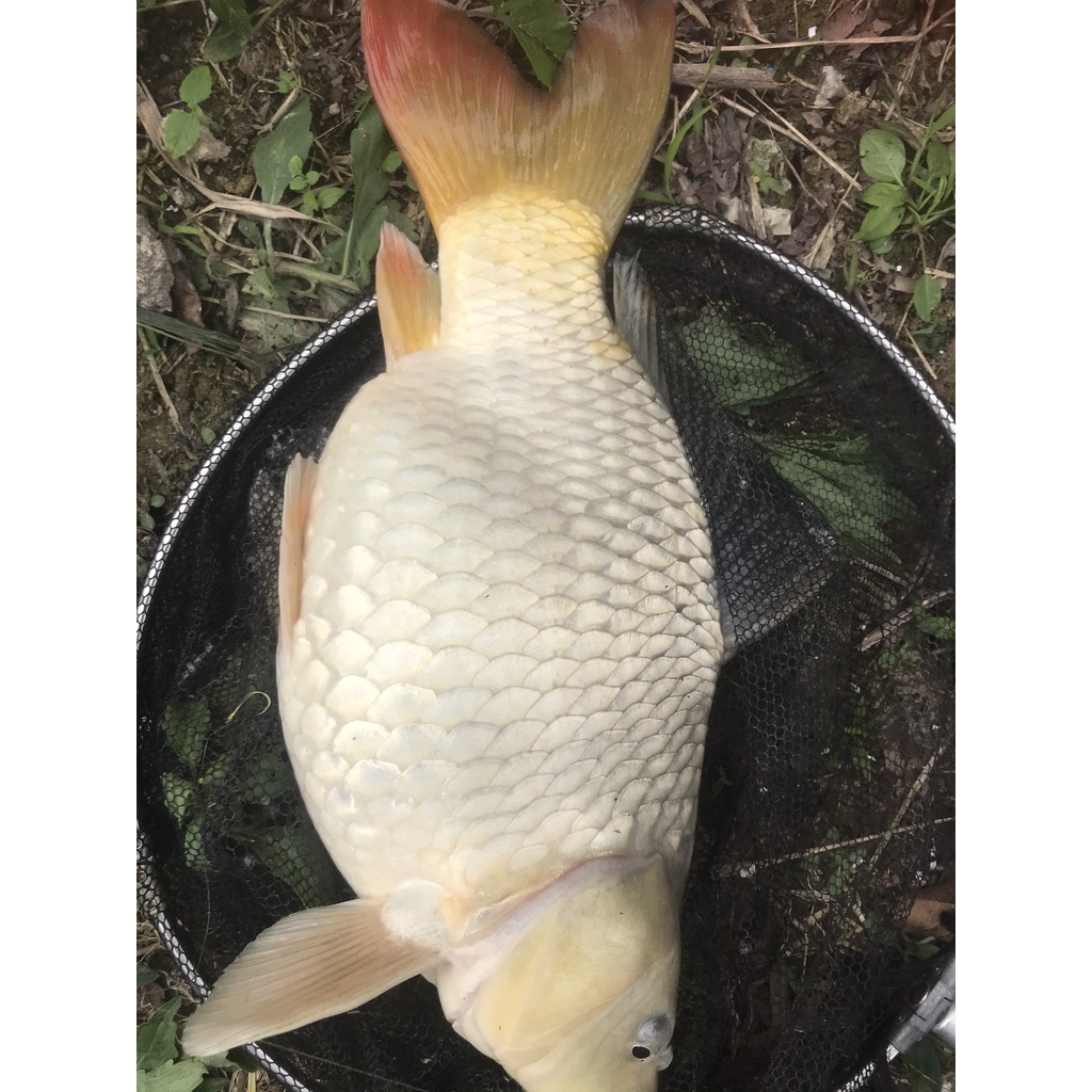 MỒI KHOAI Ủ CÂU CÁ CHÉP- DIẾC CÂU ĐÀI KHOAI Ủ- KHOAI LANG Ủ 500g