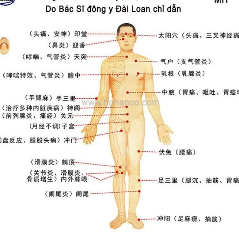 Cây đập &amp; gãi lưng đầu tròn bằng gỗ thơm - Để Phòng &amp; Trị Bệnh