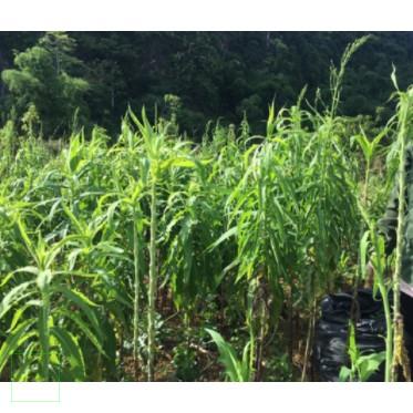 500gr Bồ công anh khô thơm, sạch, xanh