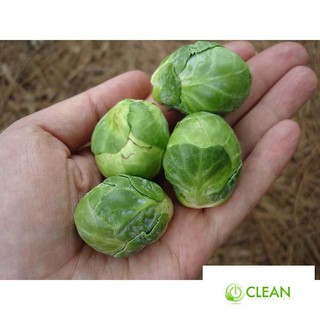 Hạt giống Bắp cải xanh tí hon