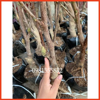 Cây Hoa Mộc Lan Sẵn NỤ