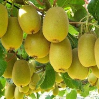 Kiwi lùn siêu trái