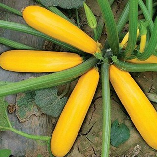 Hạt Giống Bí Ngồi Vàng bí ngồi lùn vàng