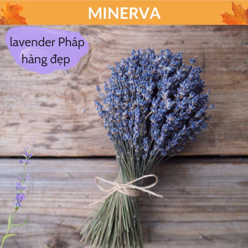 100 cành hoa LAVENDER khô decor, trang trí nhà cửa, phụ kiện chụp ảnh
