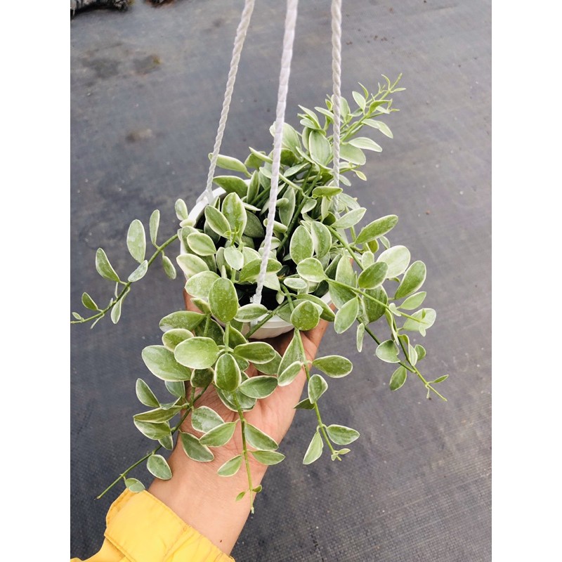 Lá HẠT DƯA CẨM THẠCH chậu treo