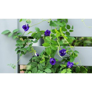 Hạt giống hoa đậu biếc 20 hạt