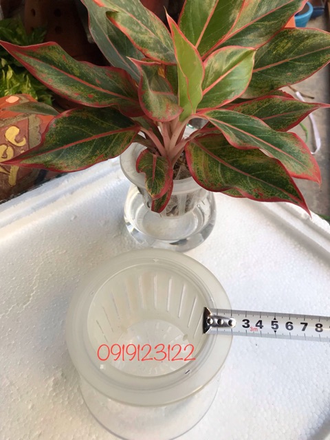 10 bộ Bình nhựa trồng cây thuỷ sinh