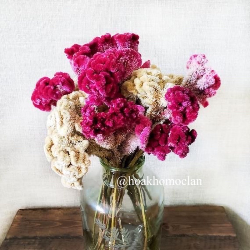 [HIẾM] Hoa Mồng Gà khô Coxcomb Celosia nhập Mỹ cực đẹp trang trí decor cắm lọ hoa, phụ kiện chụp ảnh sản phẩm
