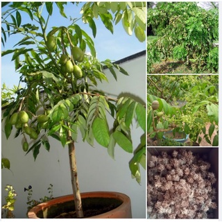 Hạt giống cây ăn trái cóc Thái KN11