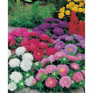 Gói 100 hạt giống hoa cúc magic