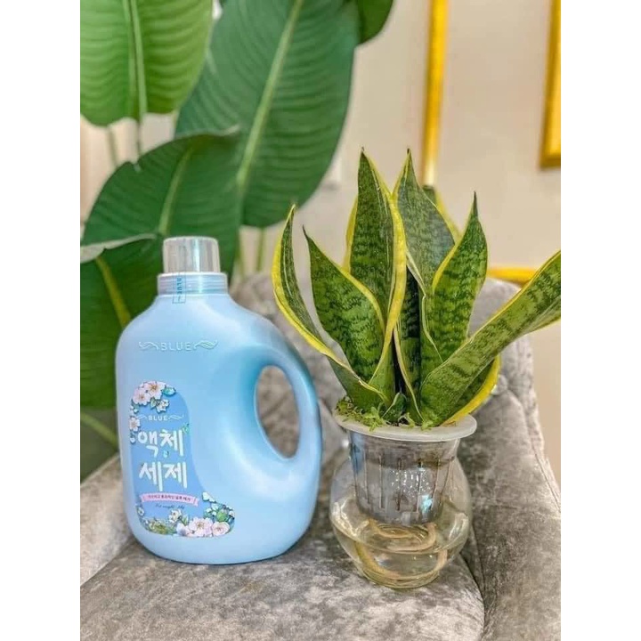 Nước Giặt Blue hương Thảo Mộc chai 2l - dạng gel siêu đậm đặc