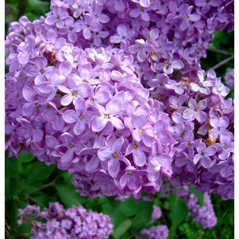 DẦU XÔNG HƯƠNG PHÁP LILAC – TỬ ĐINH HƯƠNG