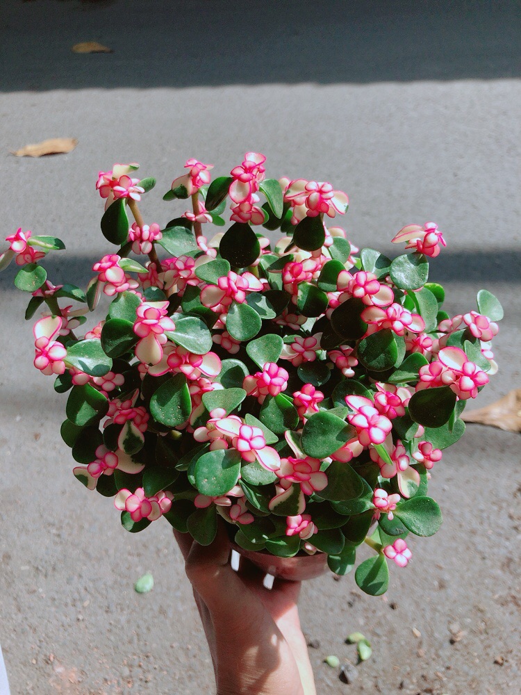 Cây Đô La Giống Mới