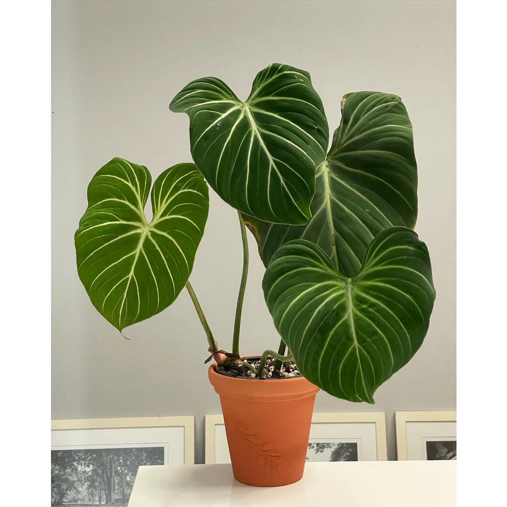Chậu Philodendron Gloriosum White Vein - Philodendron Gloriosum White Veins - Gloriosum White Vein