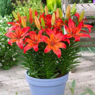 củ HOA LY LÙN HÀ LAN-củ giống