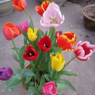 Combo 10 củ hoa Tulip Hà Lan - Set 10 củ Tuylip khách chọn màu